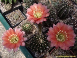 Echinopsis Hybride 030